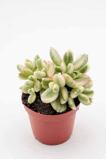 Cotyledon tomentosa ladysmithiensis variegata