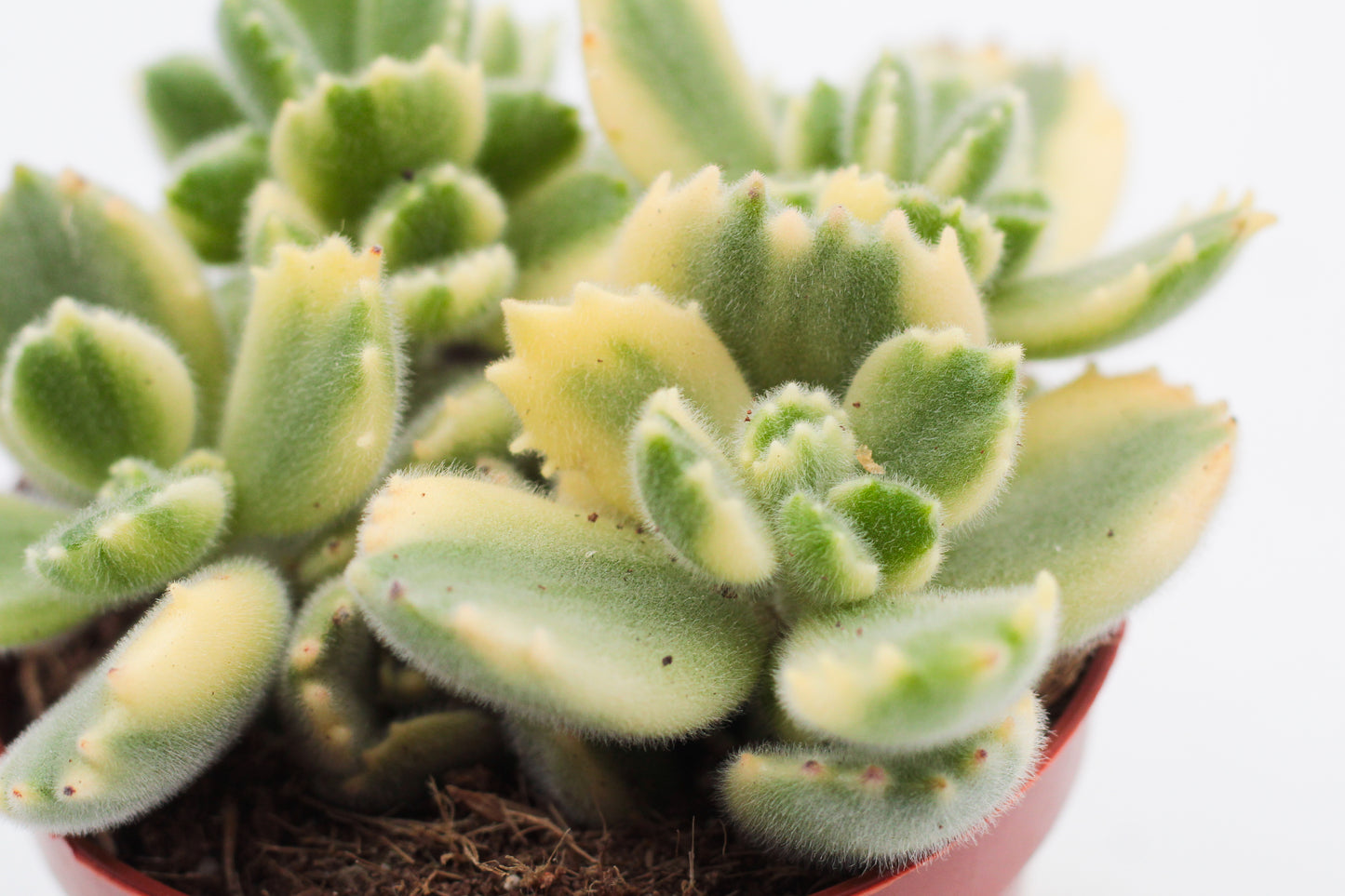 Cotyledon tomentosa ladysmithiensis variegata