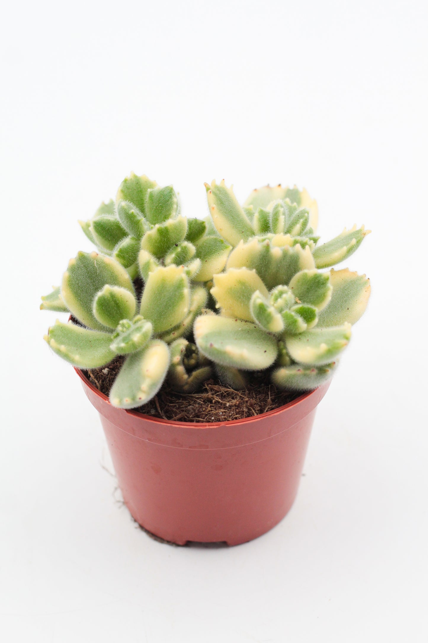 Cotyledon tomentosa ladysmithiensis variegata