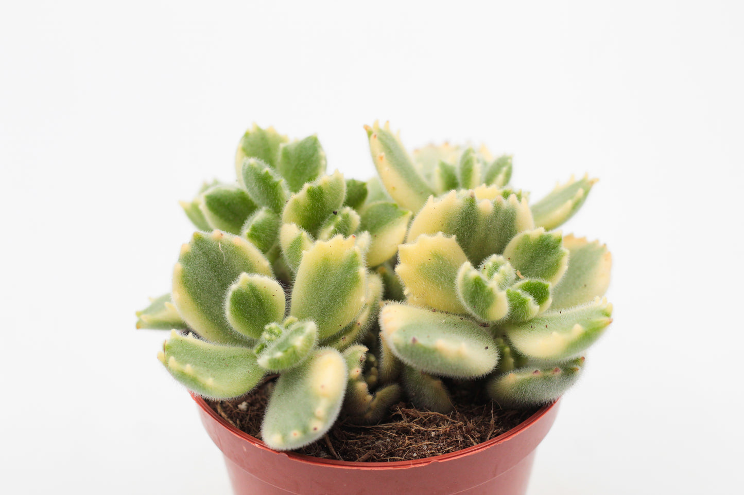 Cotyledon tomentosa ladysmithiensis variegata
