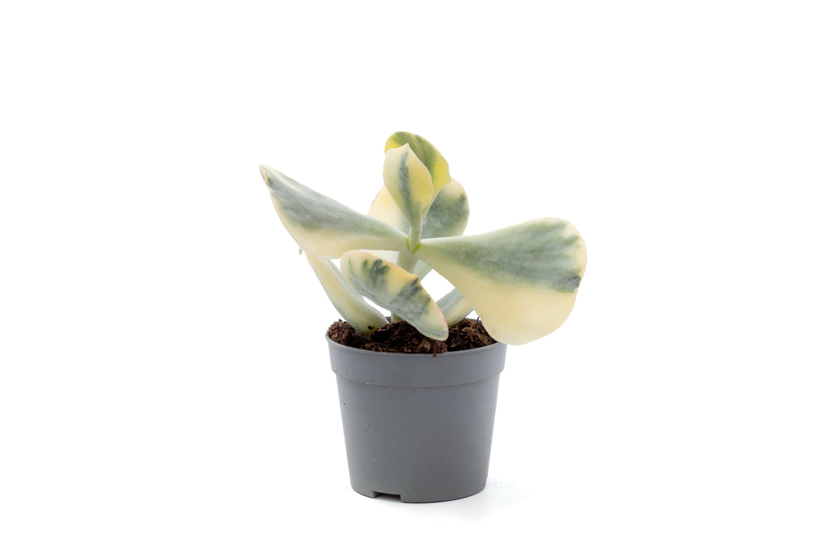 Cotyledon undulata variegata