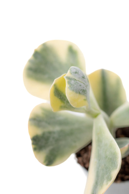 Cotyledon undulata variegata