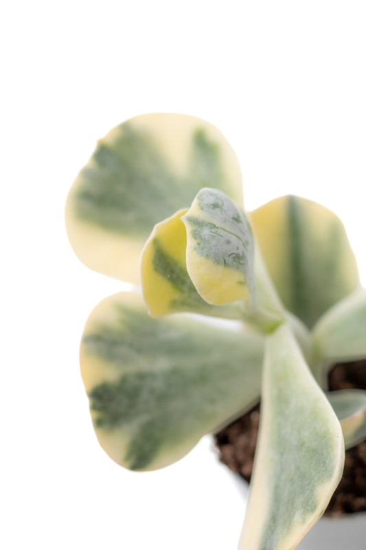 Cotyledon undulata variegata