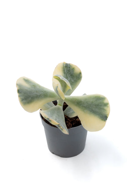 Cotyledon undulata variegata