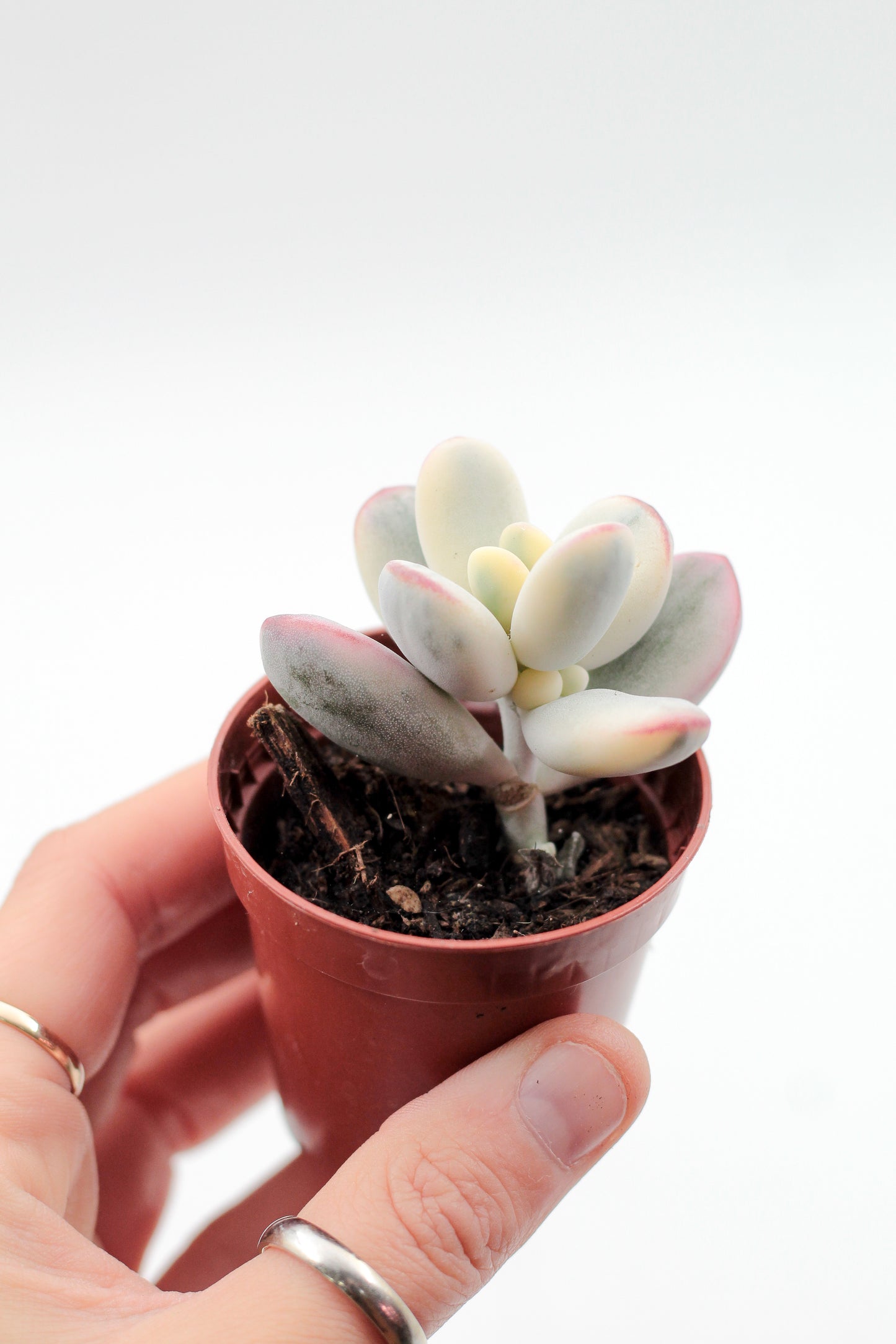 Cotyledon orbiculata 'Oophyllum' variegata (Round Leaf Form)