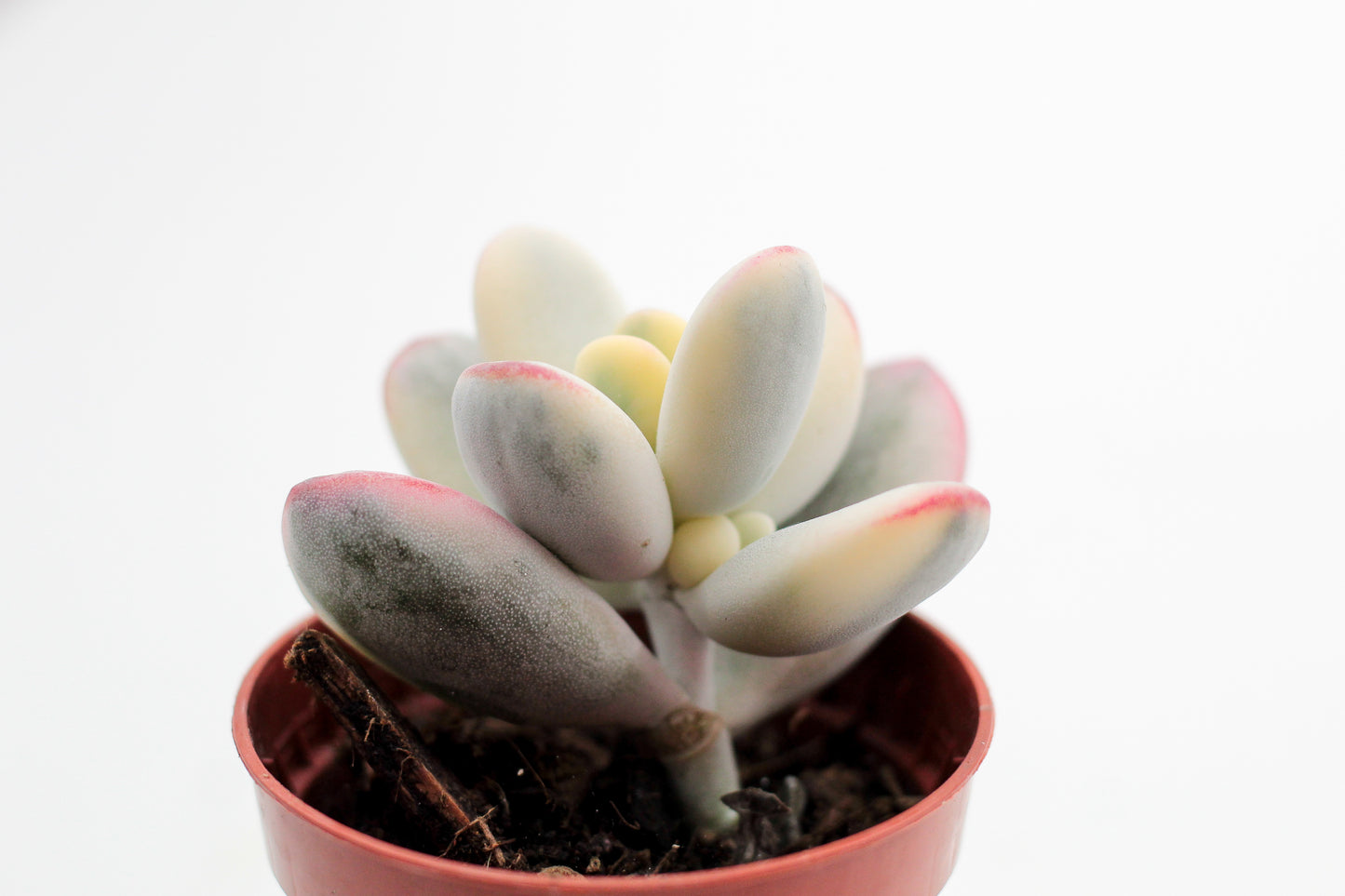 Cotyledon orbiculata 'Oophyllum' variegata (Round Leaf Form)