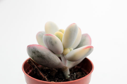 Cotyledon orbiculata 'Oophyllum' variegata (Round Leaf Form)