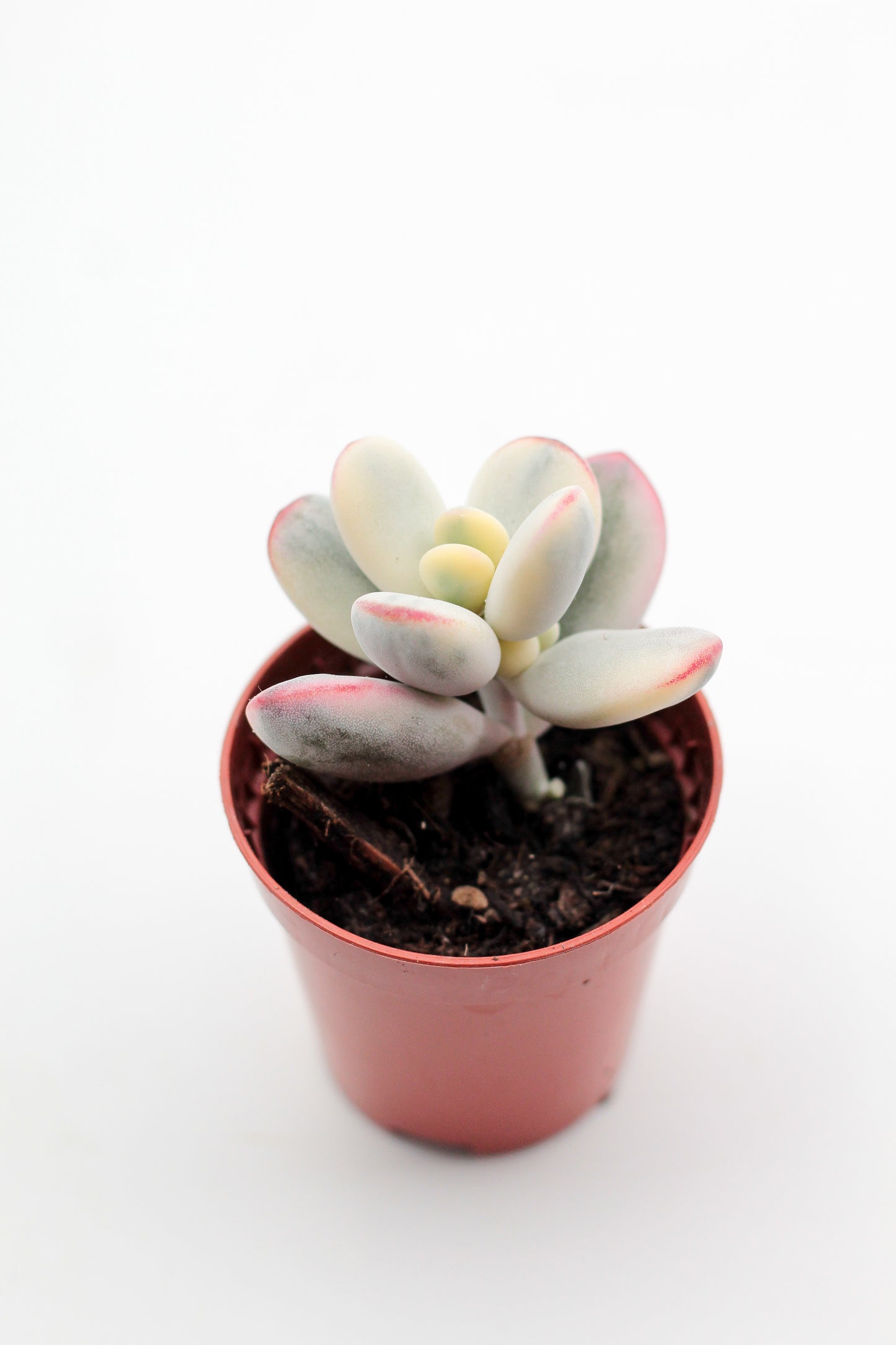 Cotyledon orbiculata 'Oophyllum' variegata (Round Leaf Form)