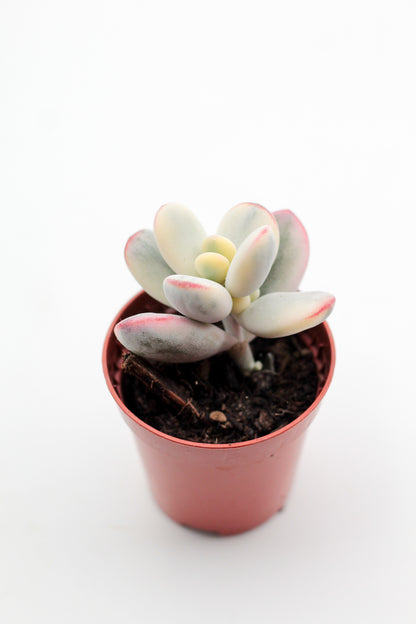 Cotyledon orbiculata 'Oophyllum' variegata (Round Leaf Form)