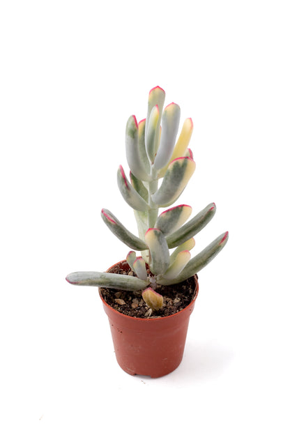 Cotyledon orbiculata variegata 'Budgetprikker'