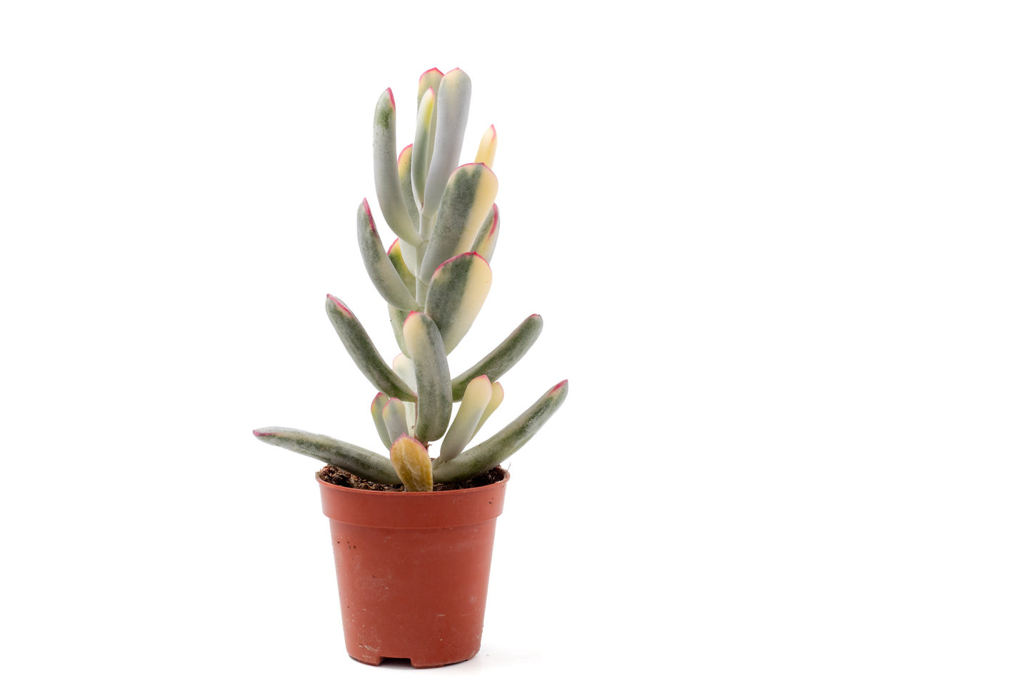 Cotyledon orbiculata variegata 'Budgetprikker'