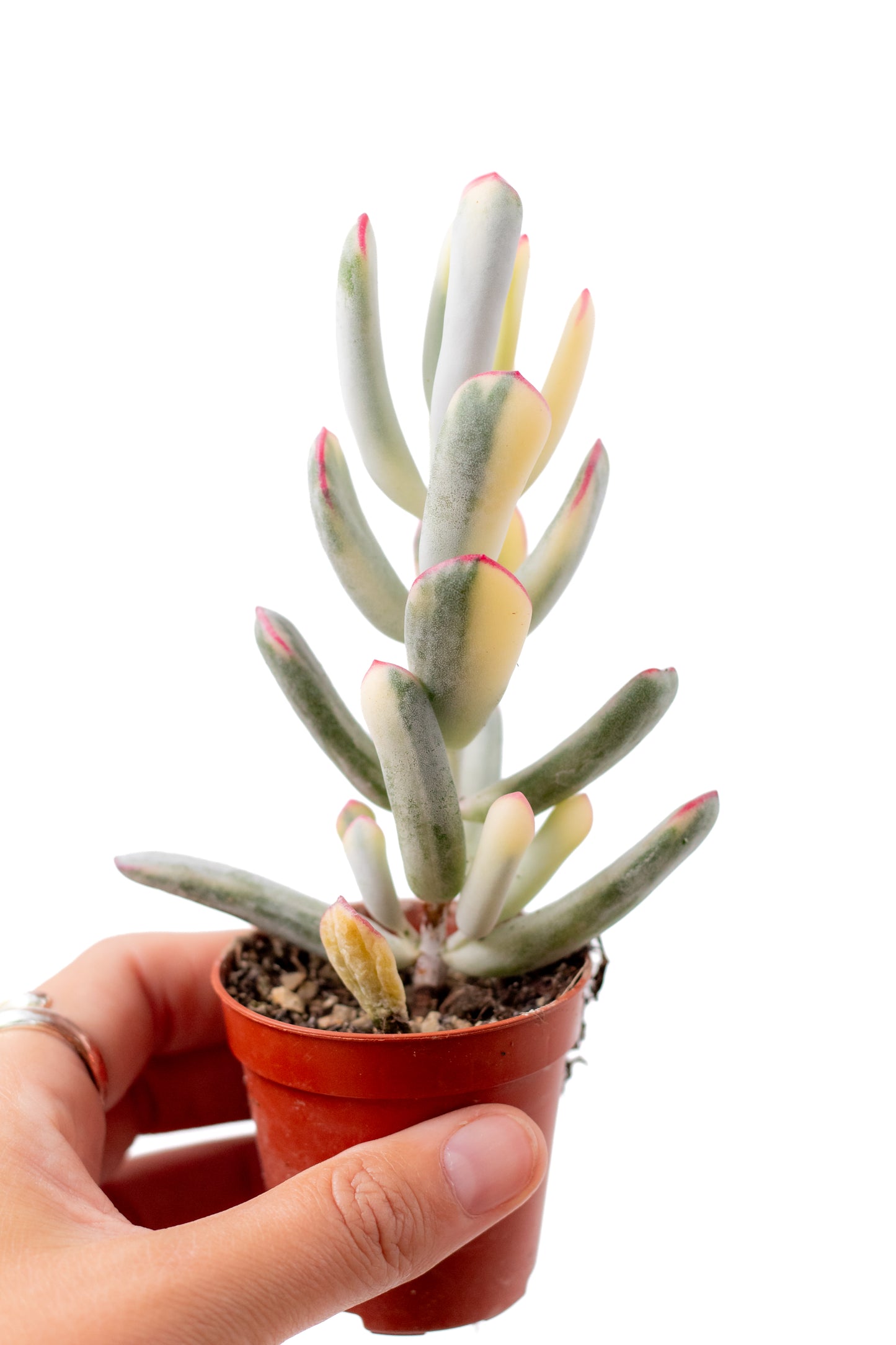 Cotyledon orbiculata variegata 'Budgetprikker'