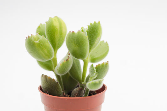 Cotyledon tomentosa ladysmithiensis Green stripes