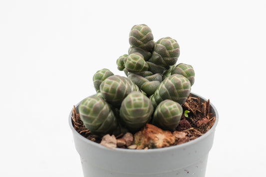 Crassula Barklyi
