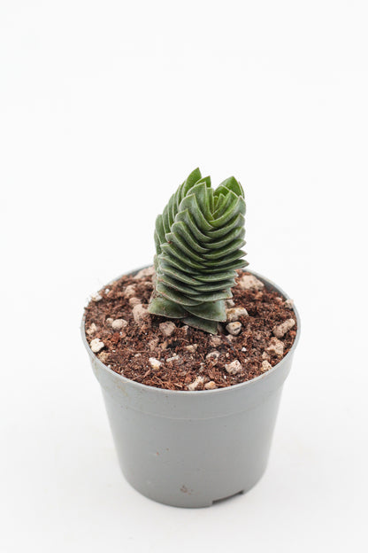 Crassula Buddha Temple
