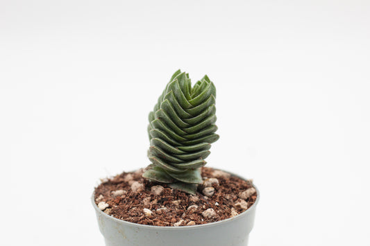 Crassula Buddha Temple