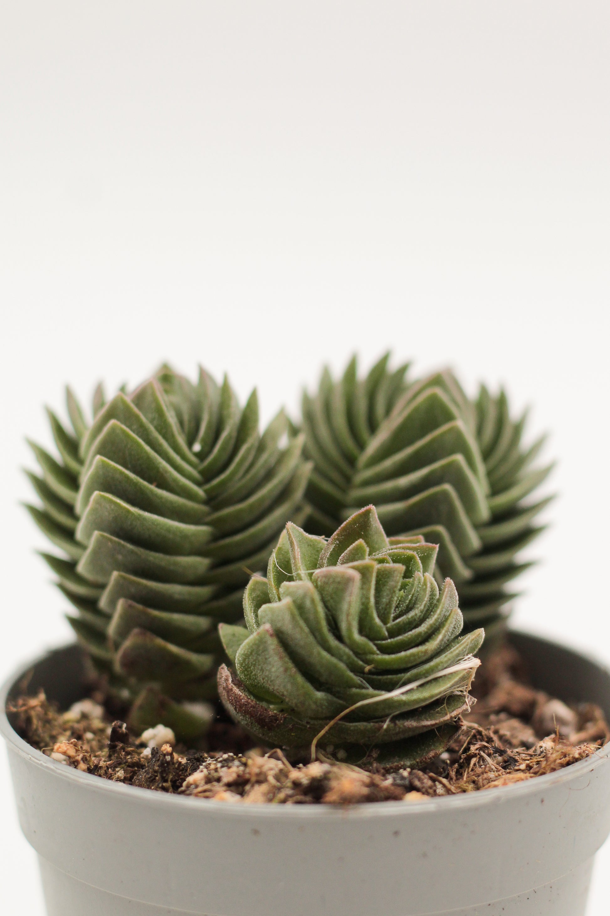 temple succulent Crassula Buddha Temple