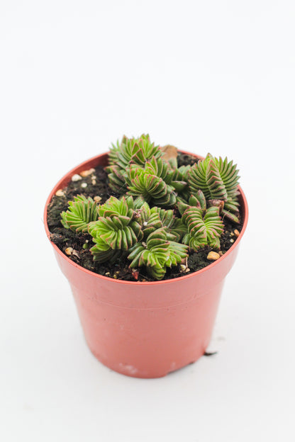 Crassula Buddha Temple new hybrid