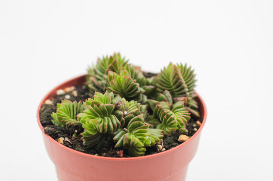 Crassula Buddha Temple new hybrid