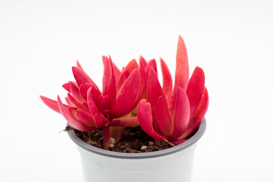 Crassula Capitella Campfire rood