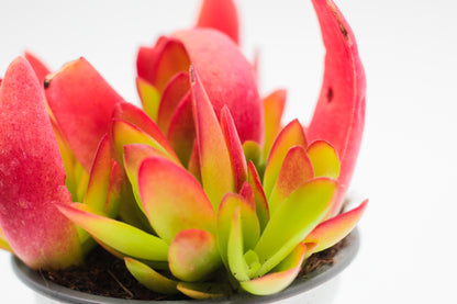 Crassula Capitella Campfire rood