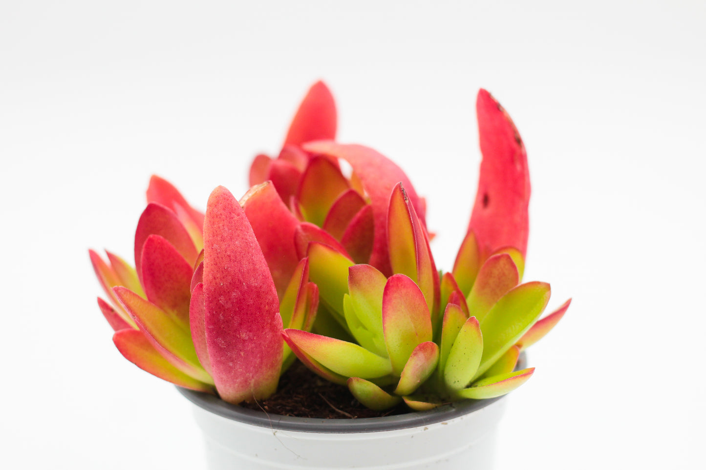 Crassula Capitella Campfire rood