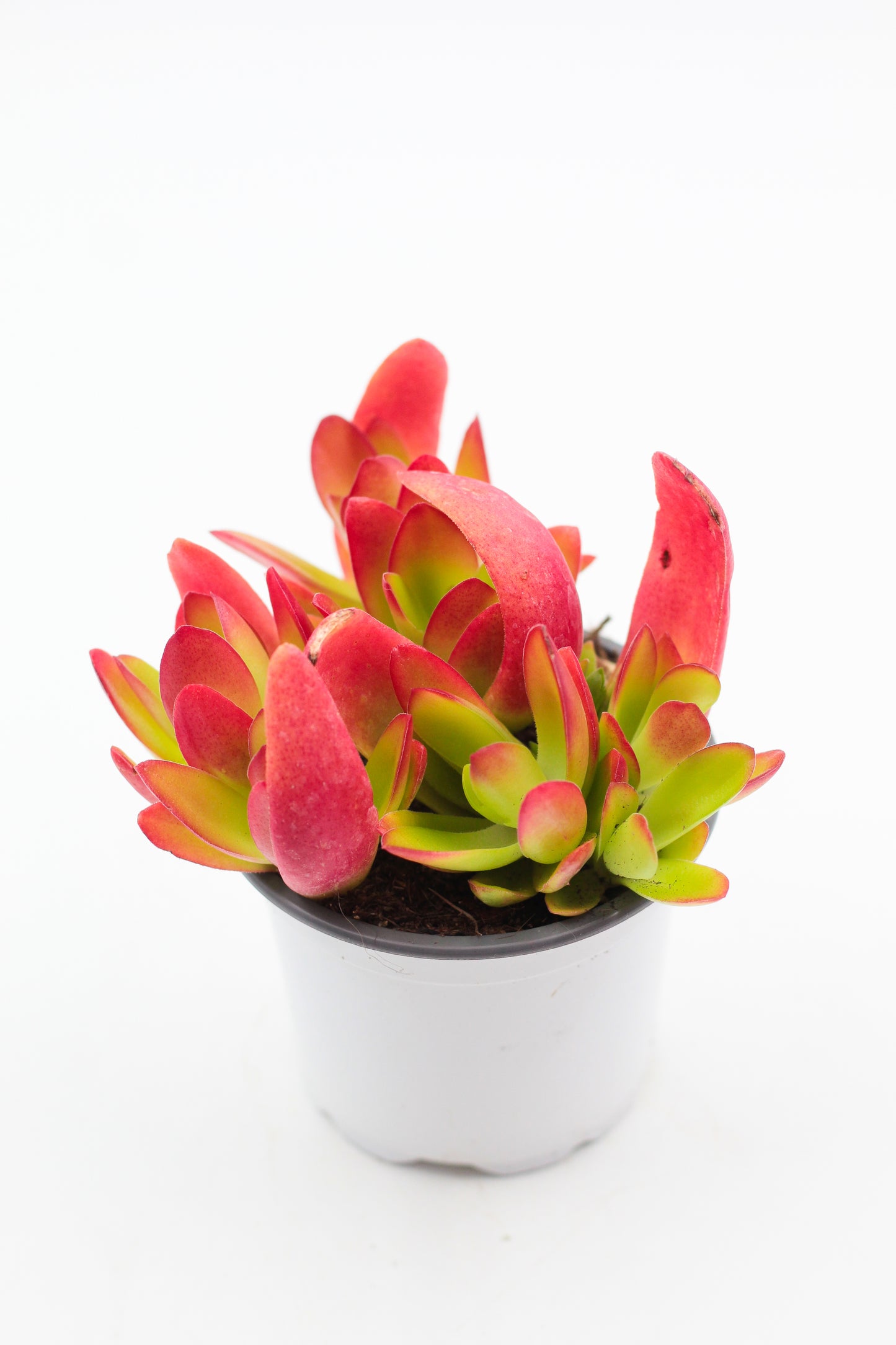 Crassula Capitella Campfire rood