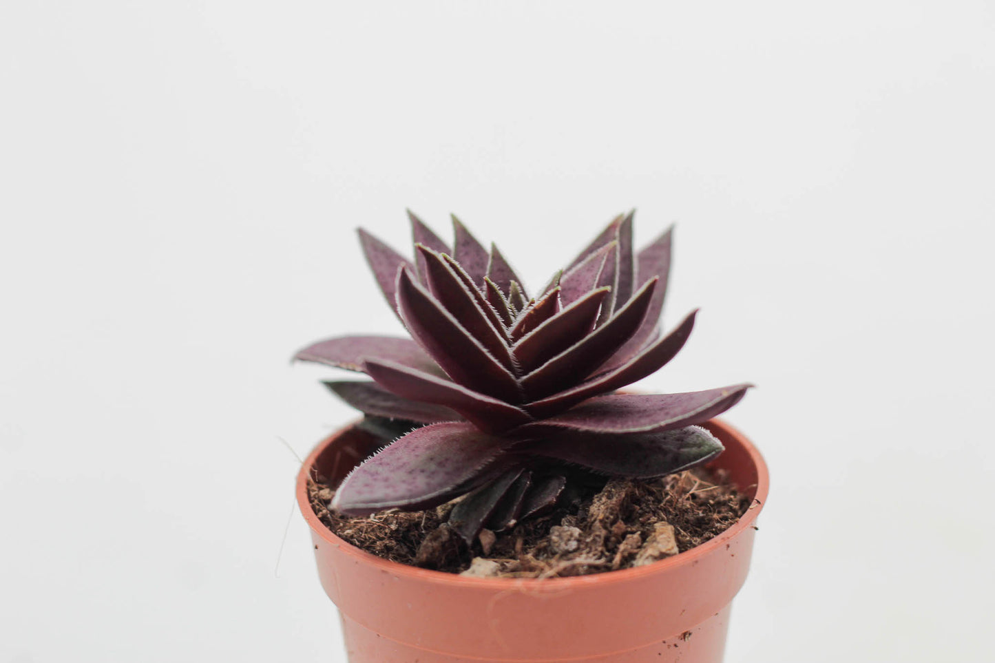 Crassula Capitella Rubra