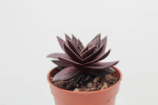 Crassula Capitella Rubra