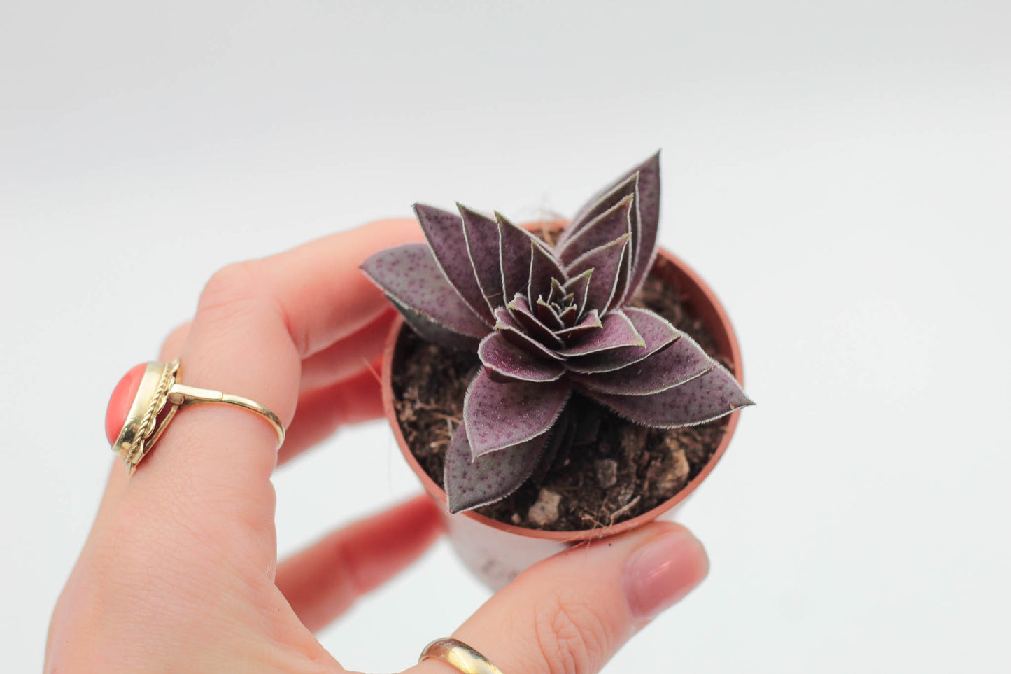 Crassula Capitella Rubra