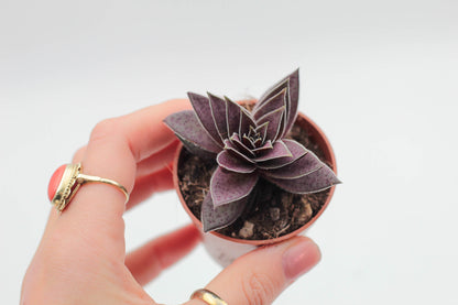 Crassula Capitella Rubra