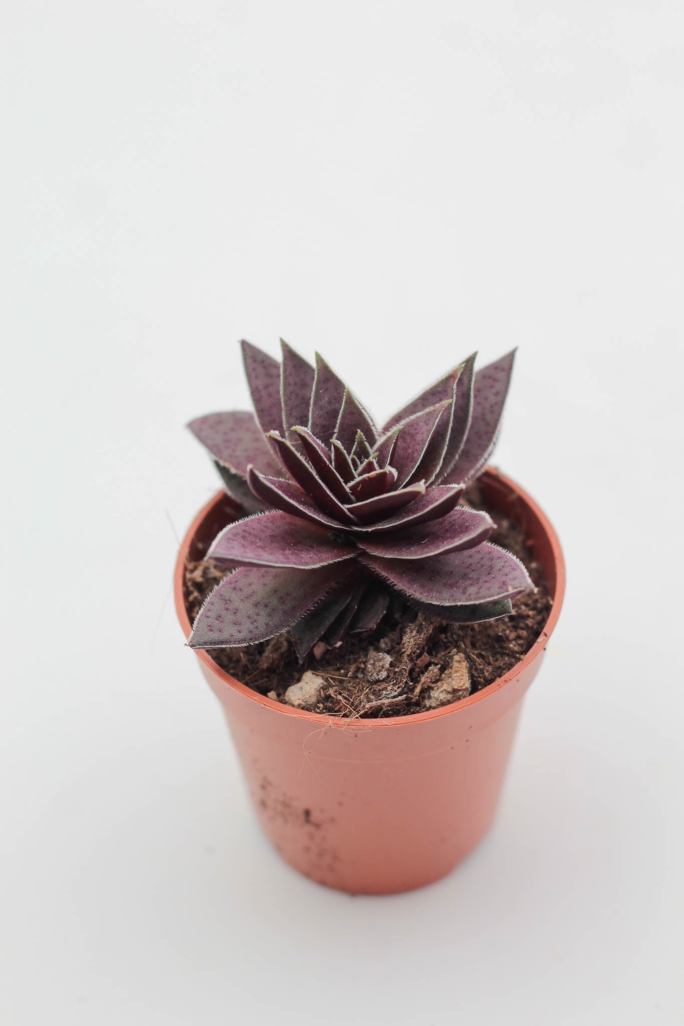 Crassula Capitella Rubra