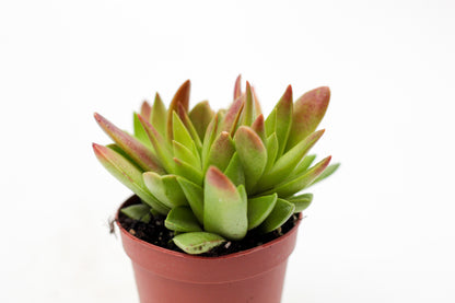 Crassula capitella Red Pagoda