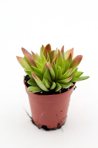 Crassula capitella Red Pagoda