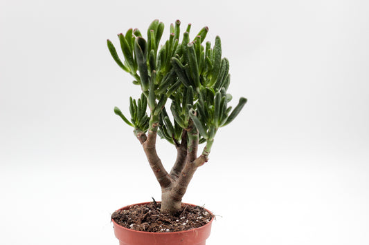 Crassula Hobbit Bonsai