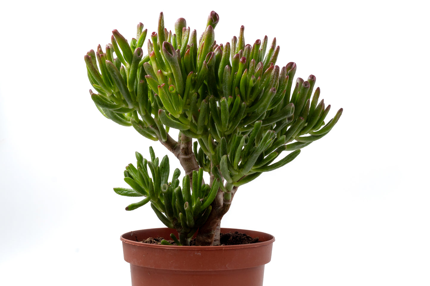 Crassula Hobbit Bonsai