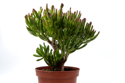 Crassula Hobbit Bonsai