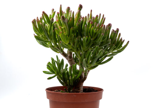 Crassula Hobbit Bonsai