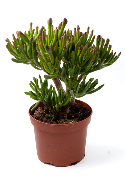 Crassula Hobbit Bonsai