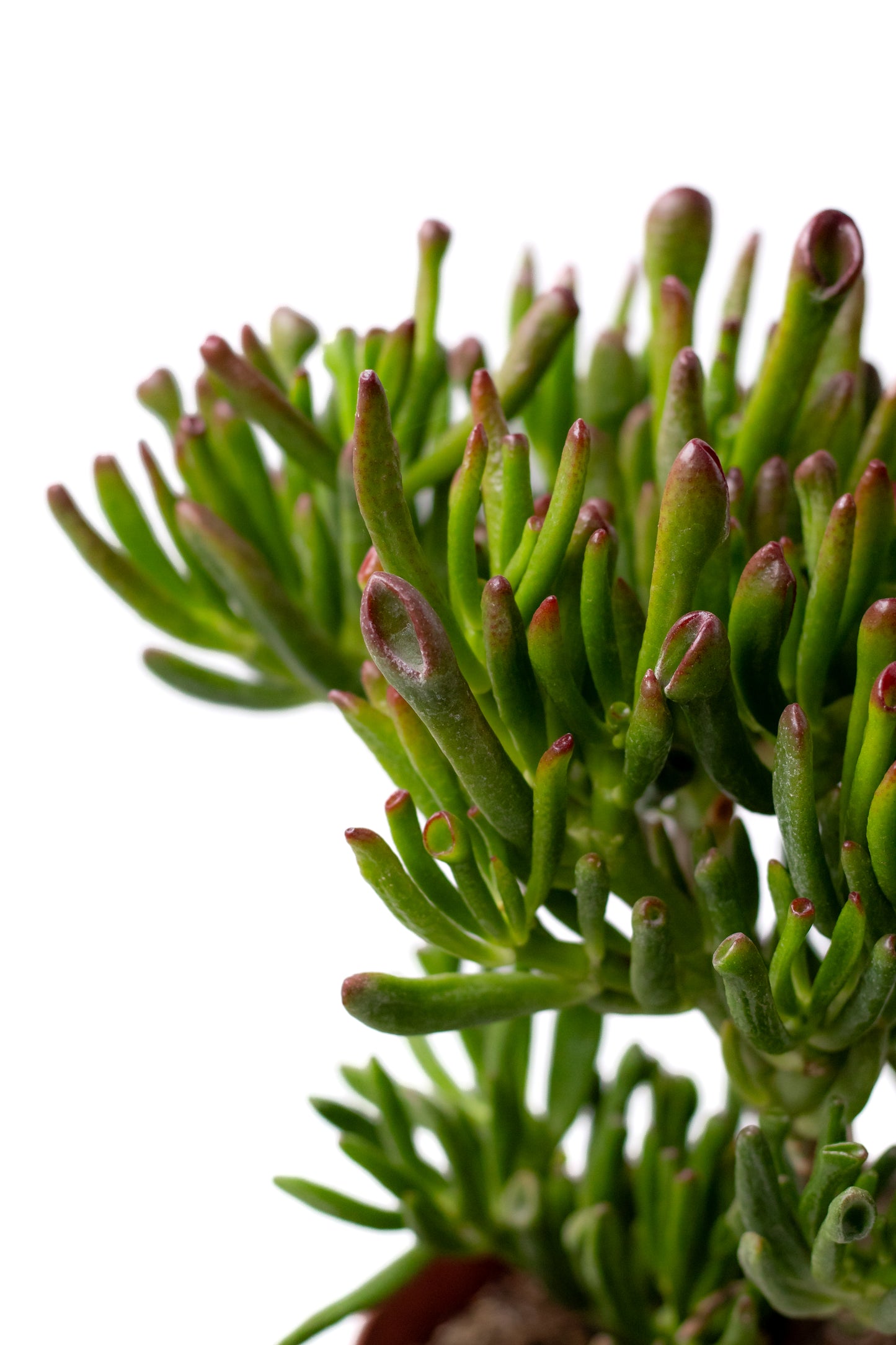 Crassula Hobbit Bonsai