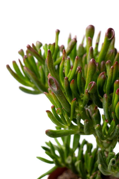 Crassula Hobbit Bonsai