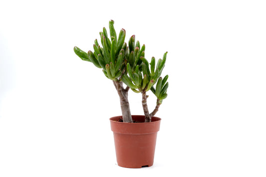 Crassula hobbit Bonsai