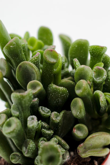Crassula Hobbit Trompet