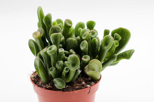 Crassula Hobbit Trompet