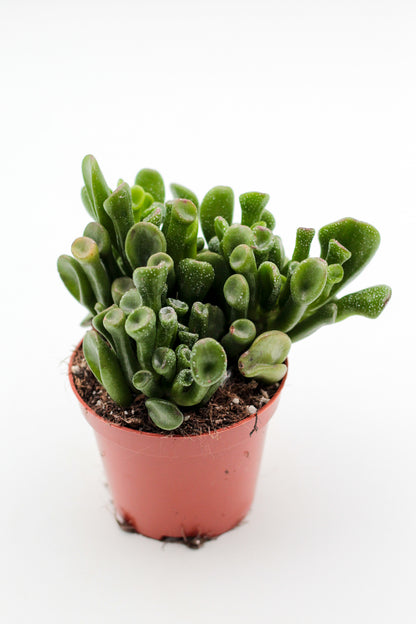 Crassula Hobbit Trompet