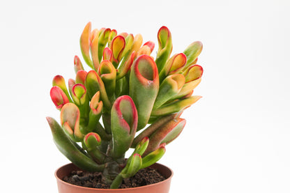 Crassula Hobbit sunset