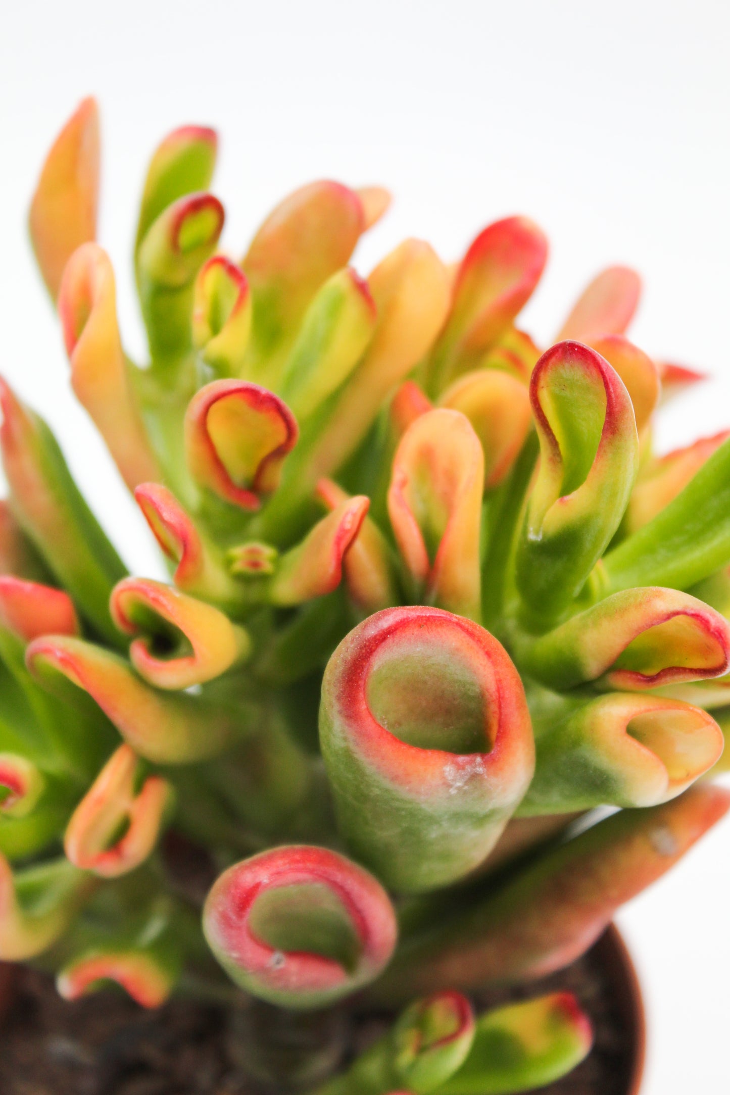 Crassula Hobbit sunset