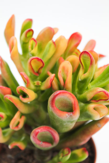 Crassula Hobbit sunset