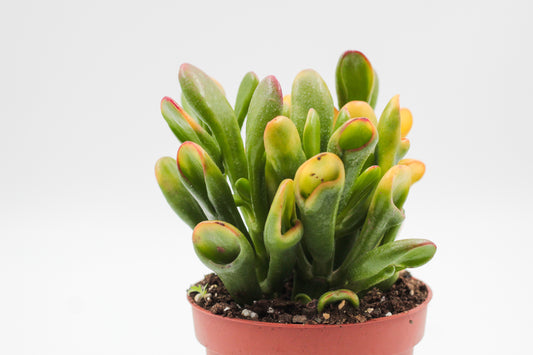 Crassula Hobbit sunset
