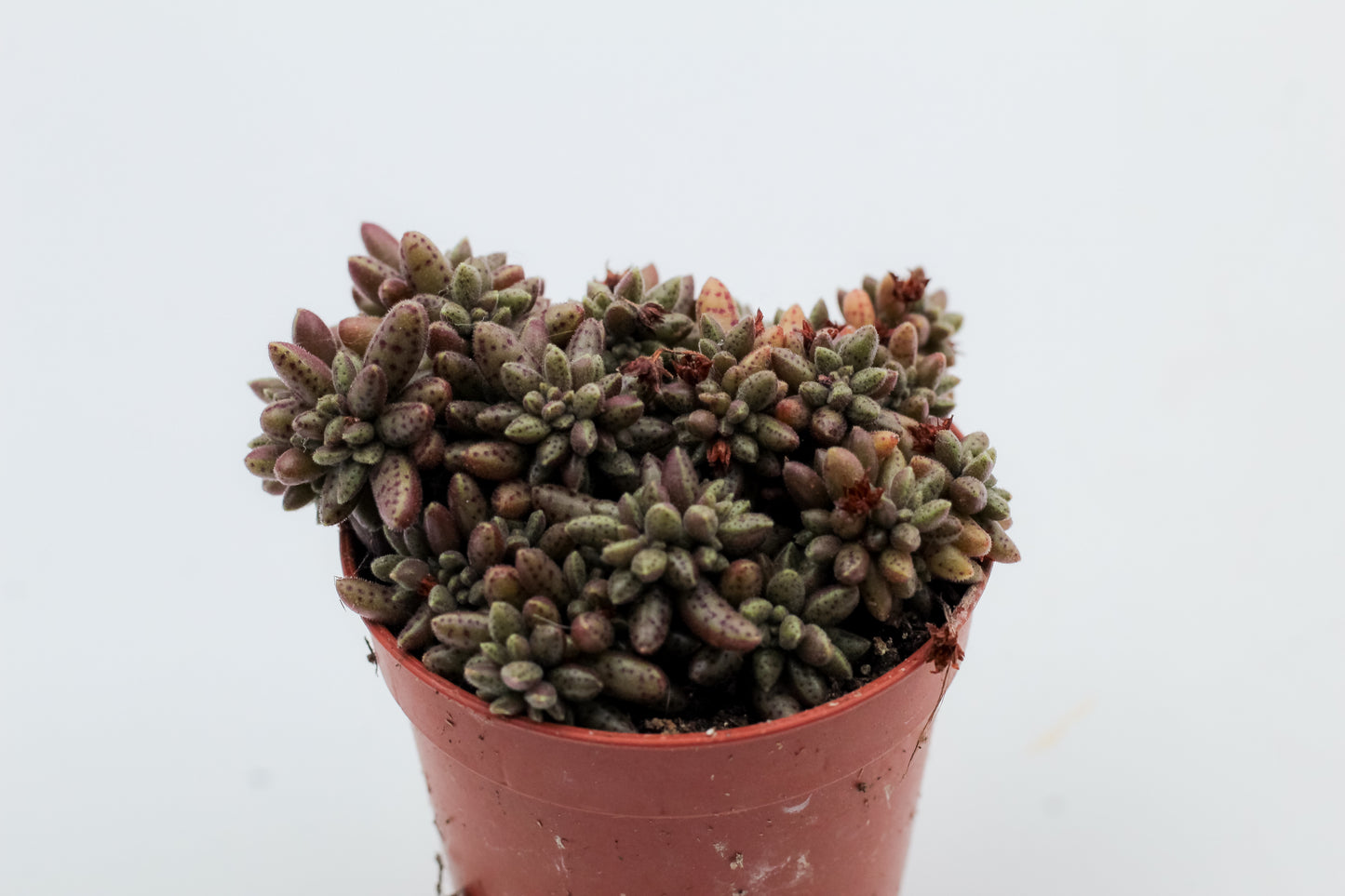 Crassula humbertii